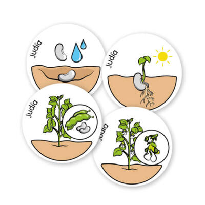 Ciclo de vida das plantas