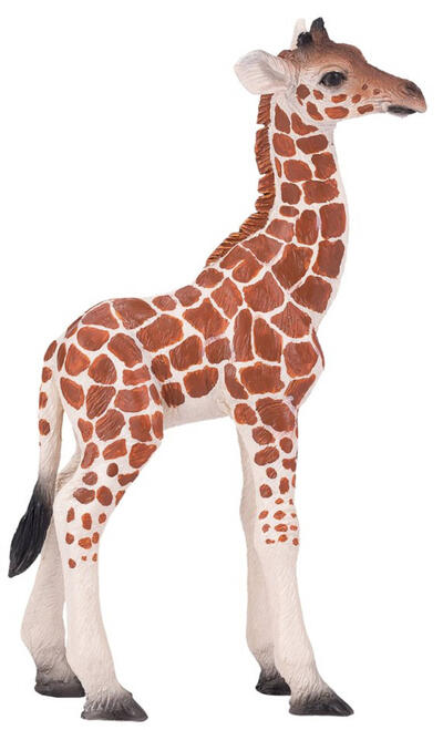 Bezerro Girafa