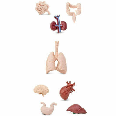 Órgãos Humanos