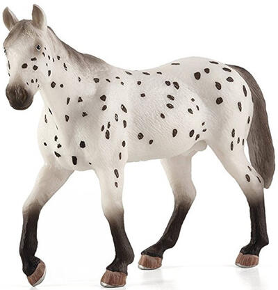 Garanhão Appaloosa