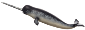 Narval