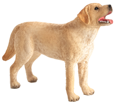 labrador
