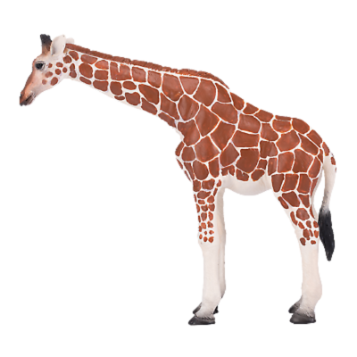 Girafa Fêmea