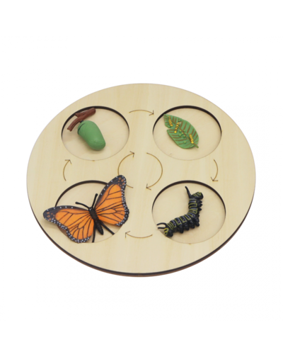 Metamorfose da Borboleta