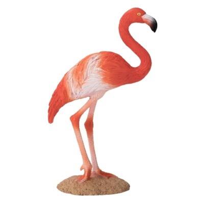 Flamingo Americano
