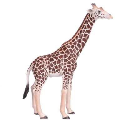 Girafa Macho
